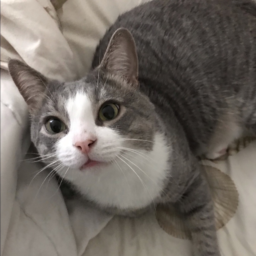 Meet your Posher, Amy